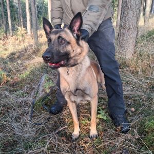 ravensim realbite in use