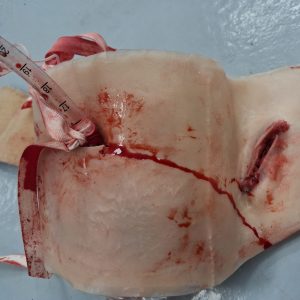 crico after training